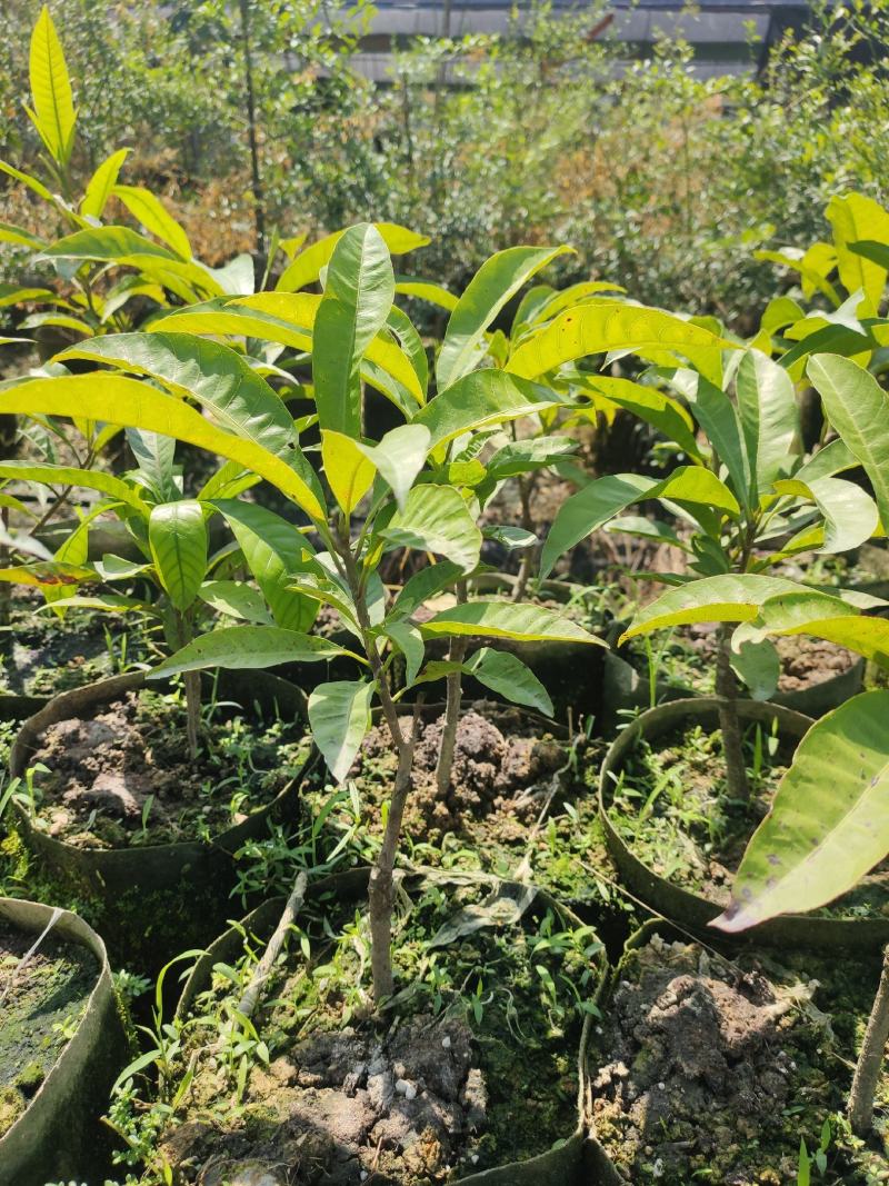 蛋黄果苗自家育苗台湾耀堂仙桃嫁接苗