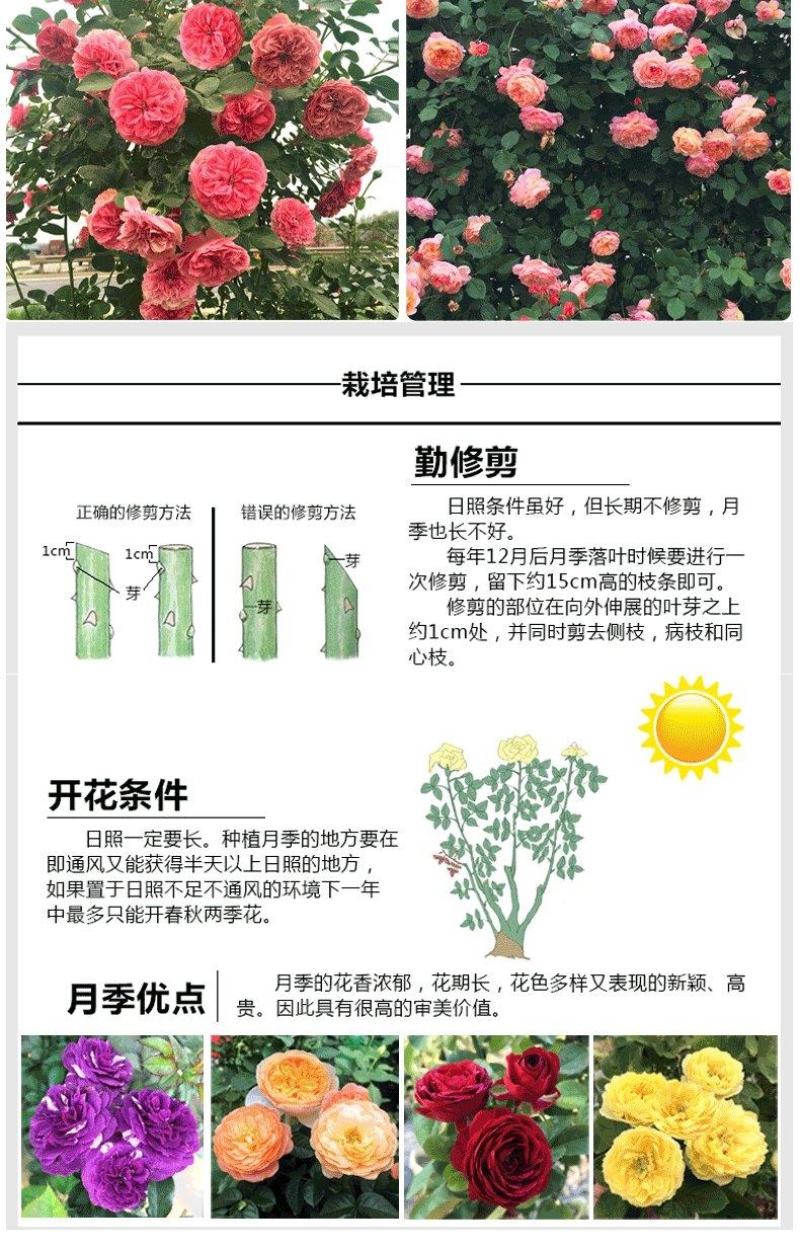 玫瑰花（红，黄，蓝，紫，白，粉，绿）耐寒南北方种植易活