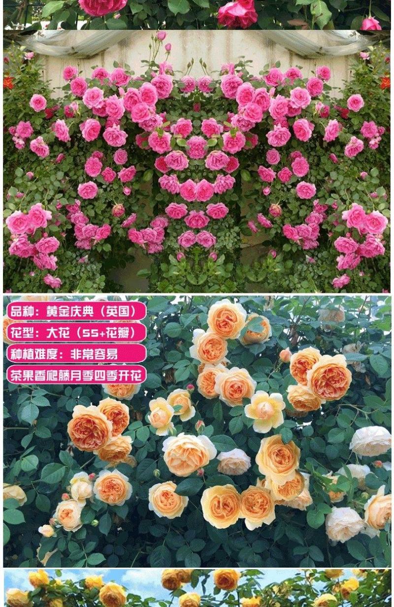 玫瑰花（红，黄，蓝，紫，白，粉，绿）耐寒南北方种植易活