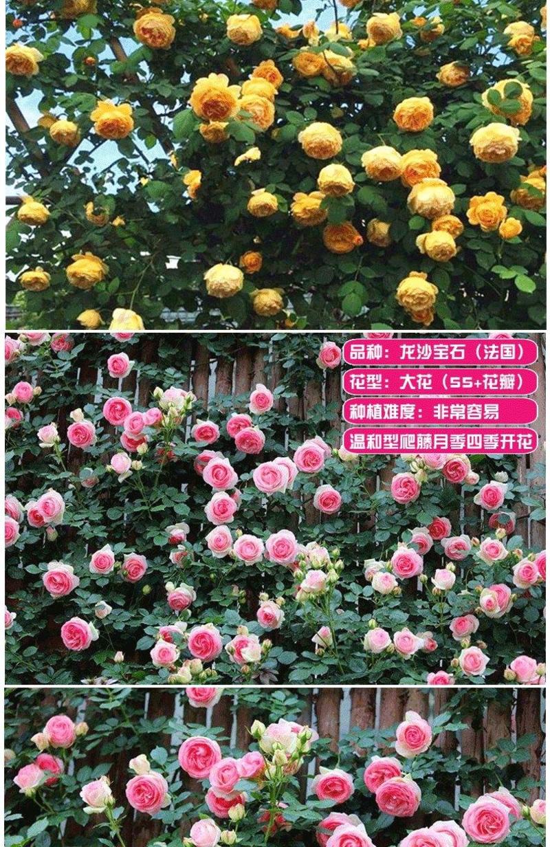 玫瑰花（红，黄，蓝，紫，白，粉，绿）耐寒南北方种植易活