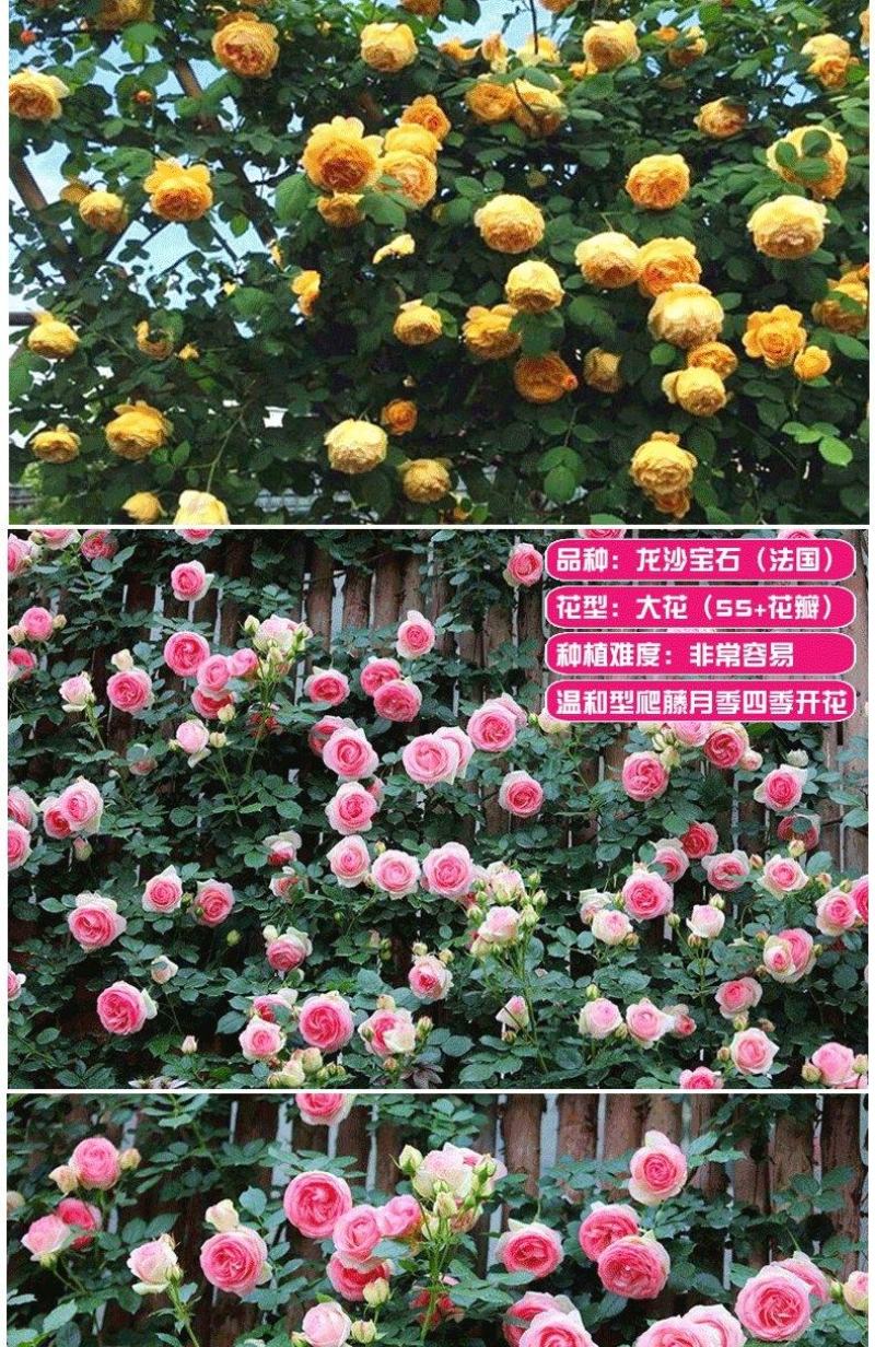 玫瑰花（红，黄，蓝，紫，白，粉，绿）耐寒南北方种植易活
