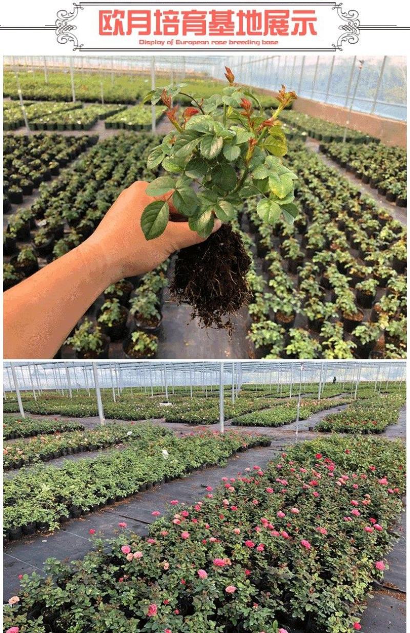 玫瑰花（红，黄，蓝，紫，白，粉，绿）耐寒南北方种植易活