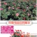 玫瑰花（红，黄，蓝，紫，白，粉，绿）耐寒南北方种植易活