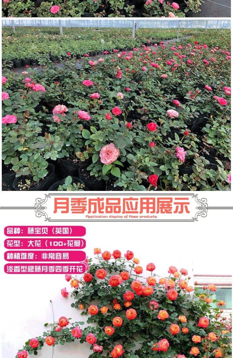 玫瑰花（红，黄，蓝，紫，白，粉，绿）耐寒南北方种植易活