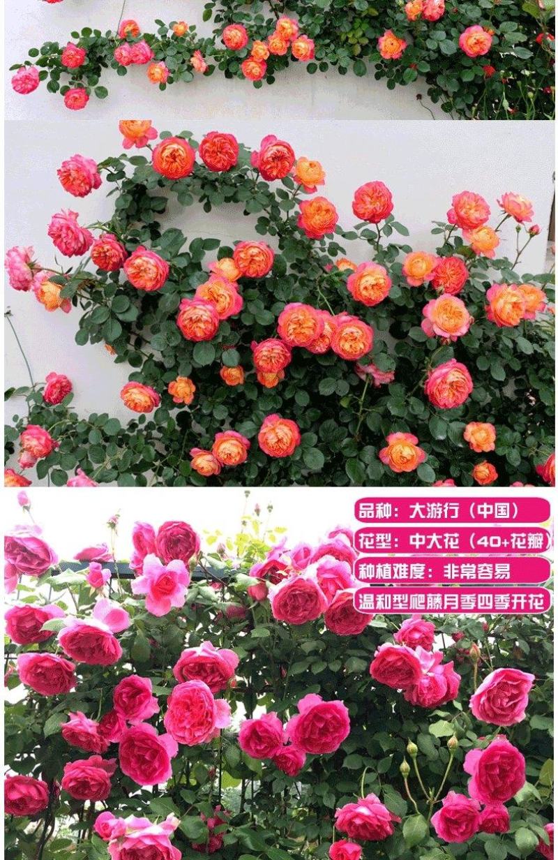 玫瑰花（红，黄，蓝，紫，白，粉，绿）耐寒南北方种植易活