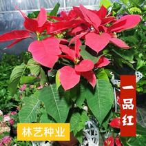 一品红盆栽植物花四季开大真花圣诞红大红鸿运当头观赏花卉