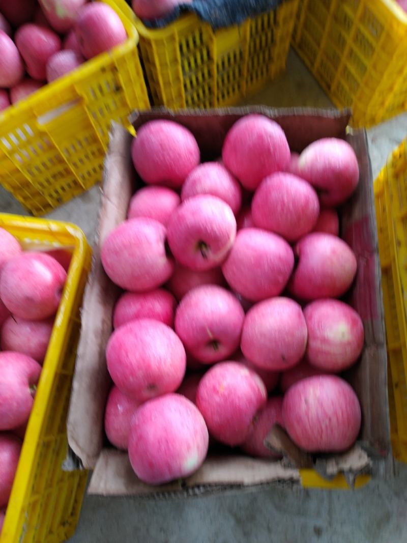 甘肃纸袋秦冠苹果（外贸电商大量货源直供）