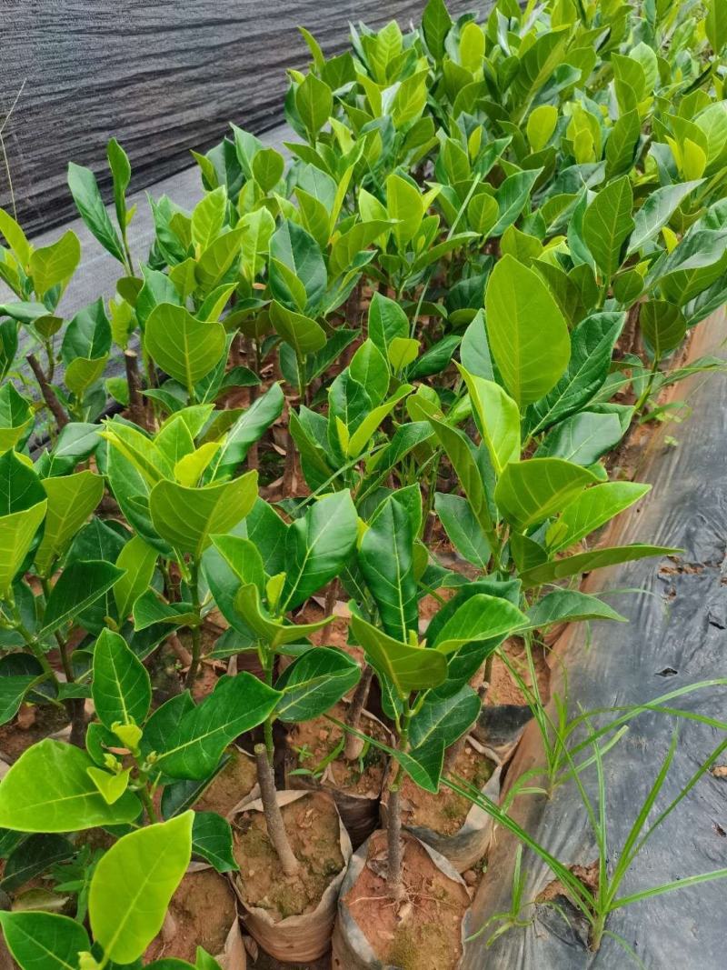 泰国12号红肉菠萝蜜苗一手货源价格漂亮