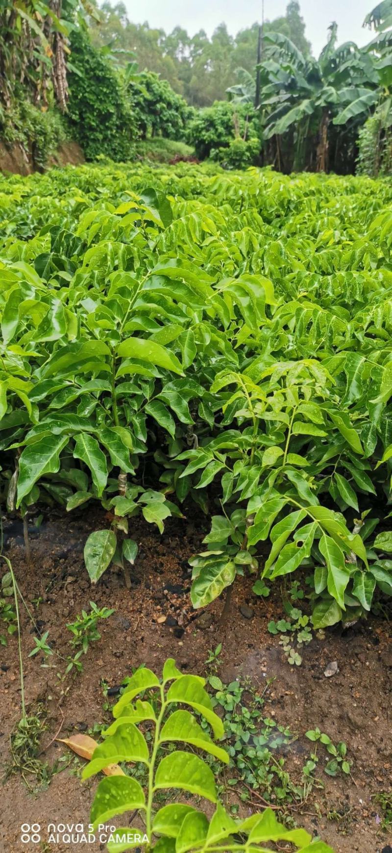 黑黄皮果苗，黑皮黄皮苗鸡心无核紫肉黄皮果苗基地直供