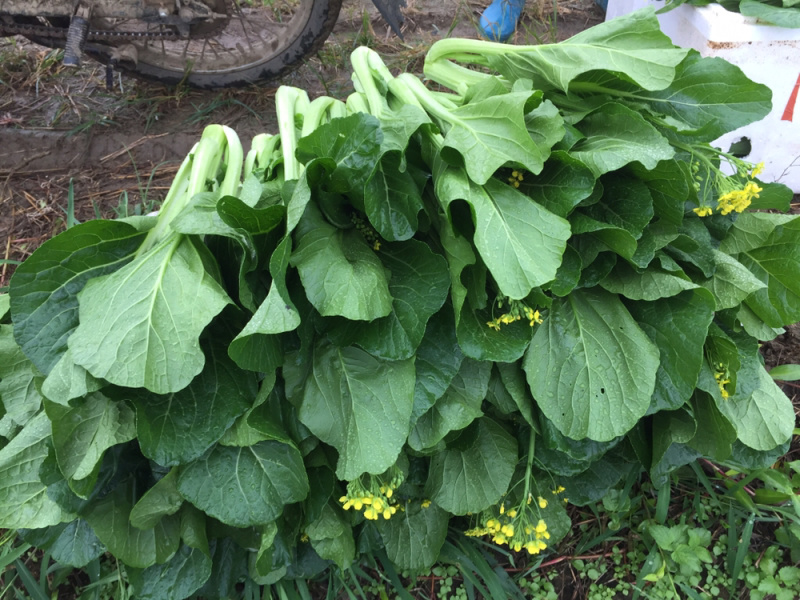 迟菜心
