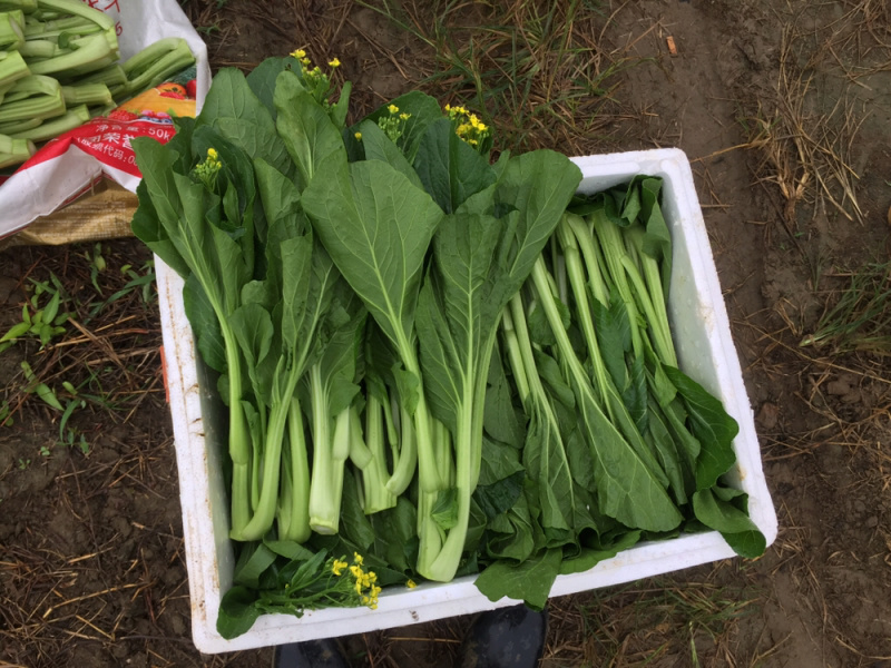 迟菜心