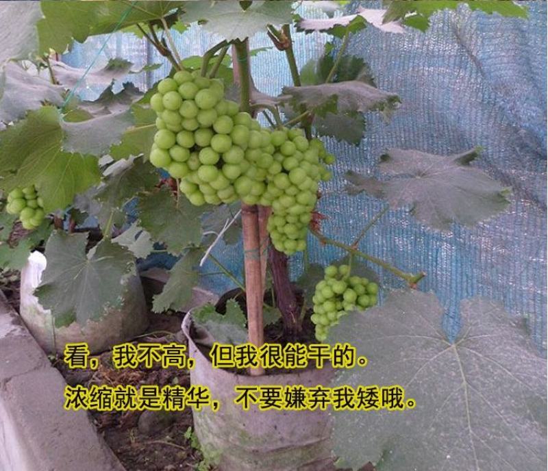 夏黑葡萄苗南方北方种植庭院盆栽地栽当年结果爬藤果树苗葡萄