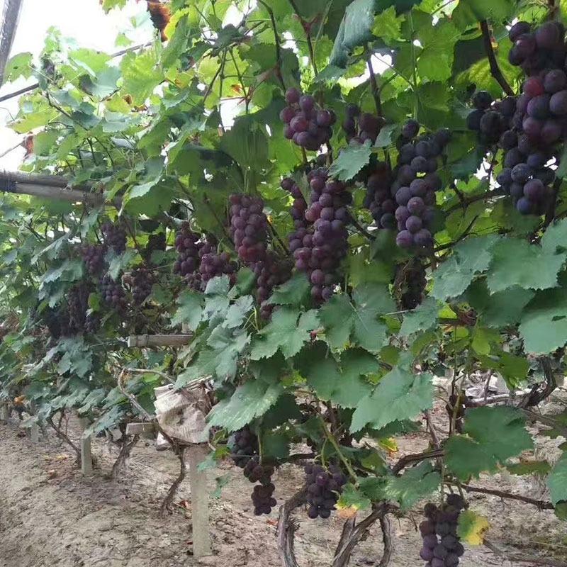 夏黑葡萄苗南方北方种植庭院盆栽地栽当年结果爬藤果树苗葡萄