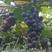 夏黑葡萄苗南方北方种植庭院盆栽地栽当年结果爬藤果树苗葡萄