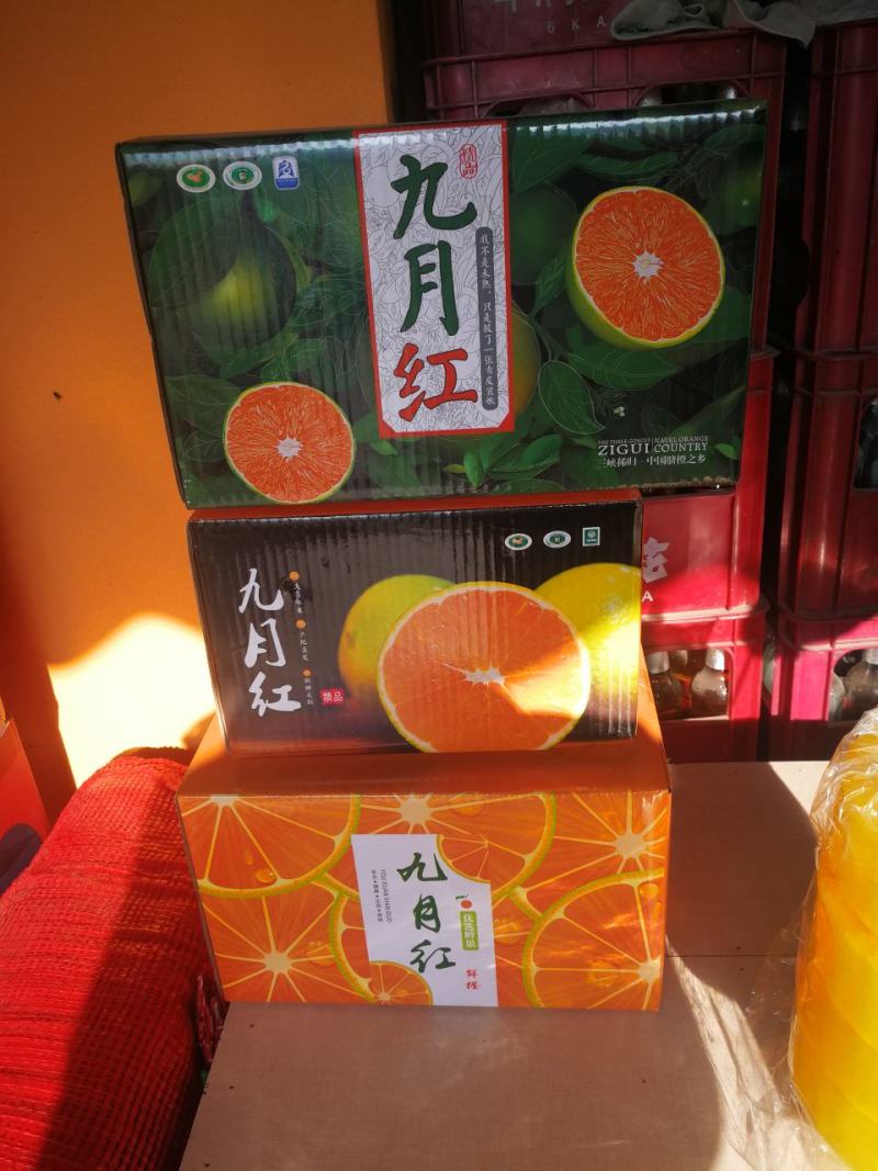 九月红脐橙//爆汁橙/九月红果肉细腻水分充足化渣