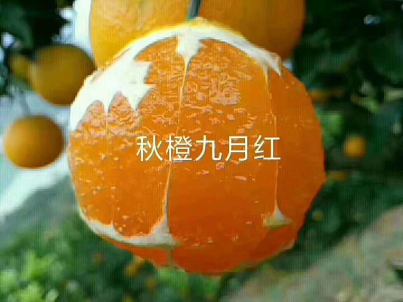 九月红脐橙//爆汁橙/九月红果肉细腻水分充足化渣