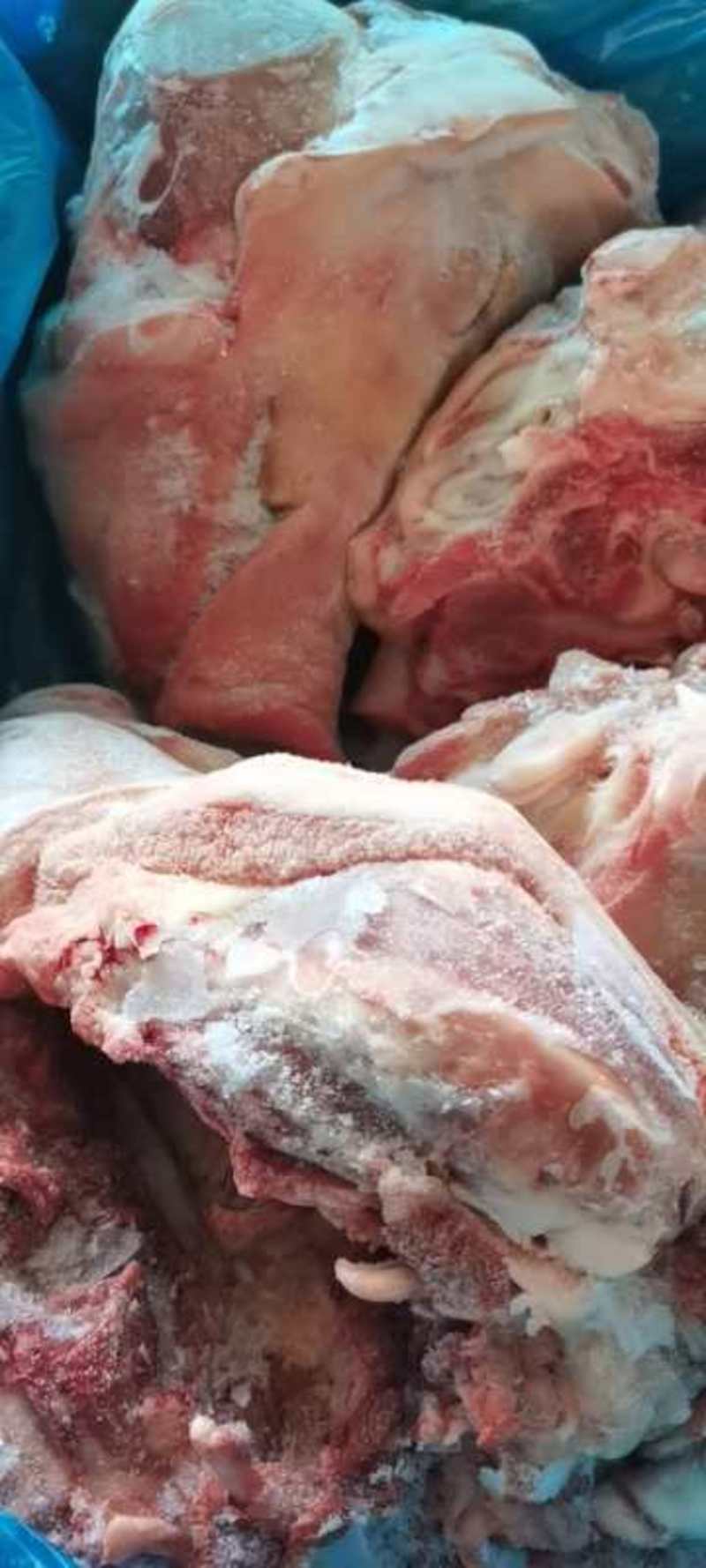 批发猪副产品，加拿大1184和1293猪头。批发猪头肉。