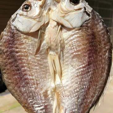 洪湖干鲫鱼腌制鲜活鲫鱼
