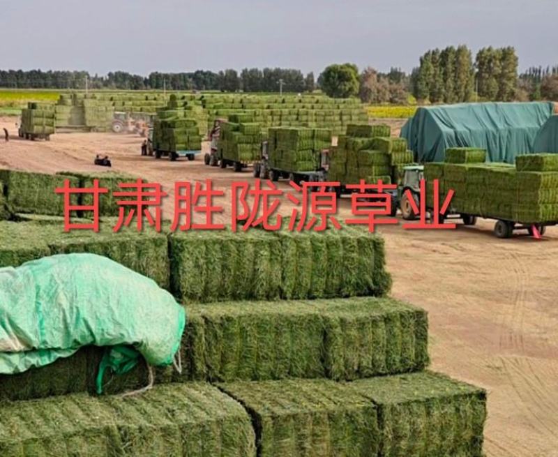 玉门苜蓿草批发紫花苜蓿草产量高蛋白含量够玉门苜蓿草
