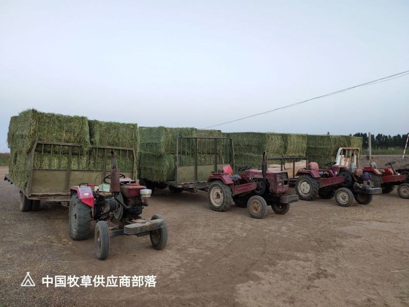 玉门苜蓿草批发紫花苜蓿草产量高蛋白含量够玉门苜蓿草