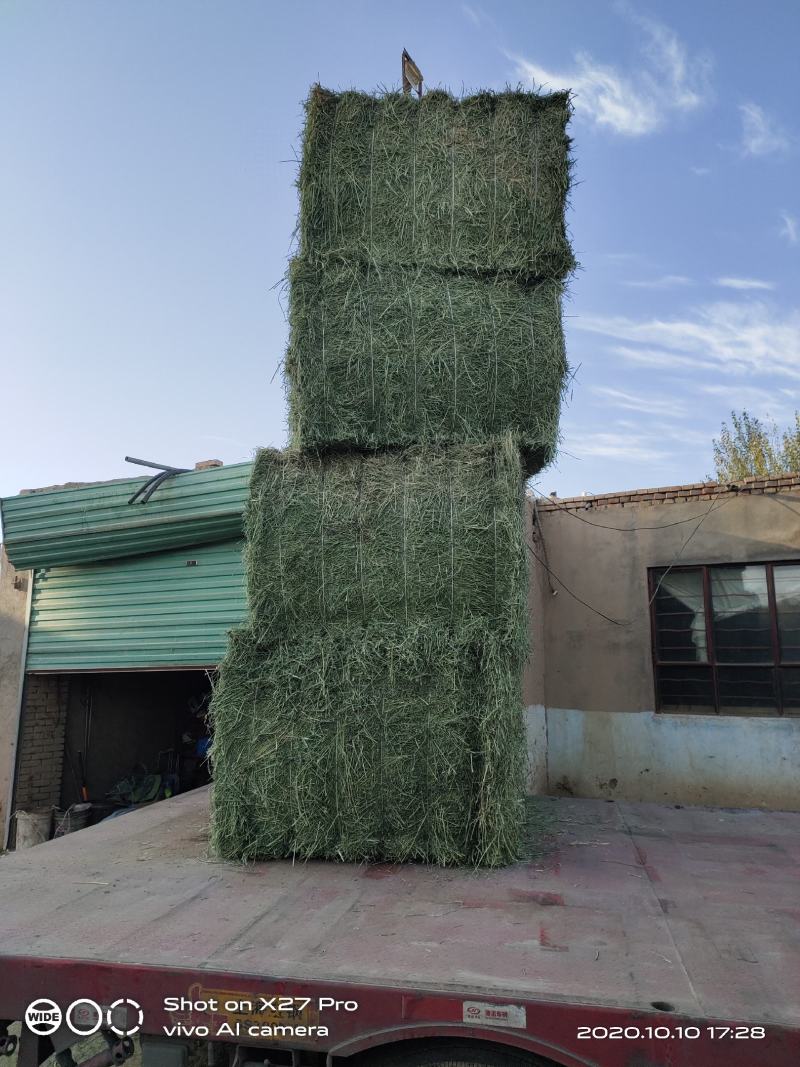 玉门苜蓿草批发紫花苜蓿草产量高蛋白含量够玉门苜蓿草
