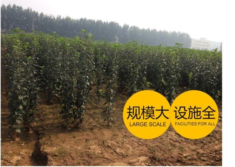 蛇果苹果树果苗嫁接果树花牛盆栽地栽特大南北方种植当年结果