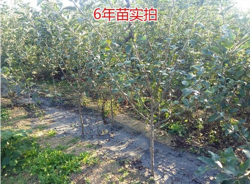 蛇果苹果树果苗嫁接果树花牛盆栽地栽特大南北方种植当年结果