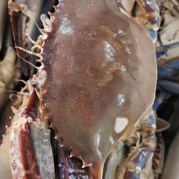 西菲蓝蟹，一件15公斤，上海全国发货