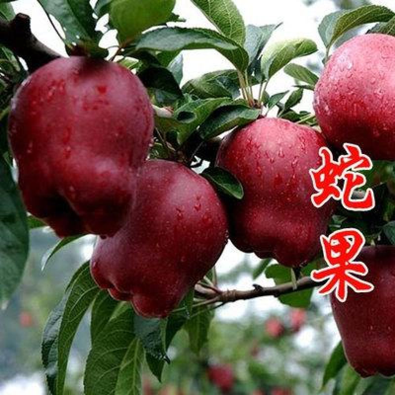 蛇果苹果树果苗嫁接果树花牛盆栽地栽特大南北方种植当年结果