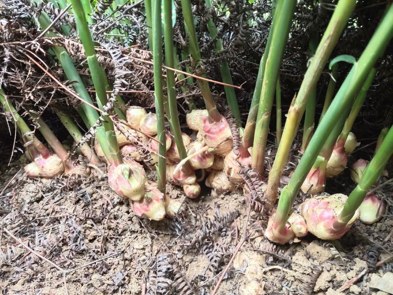 优质大肉姜产地直供信宜朱砂大肉姜