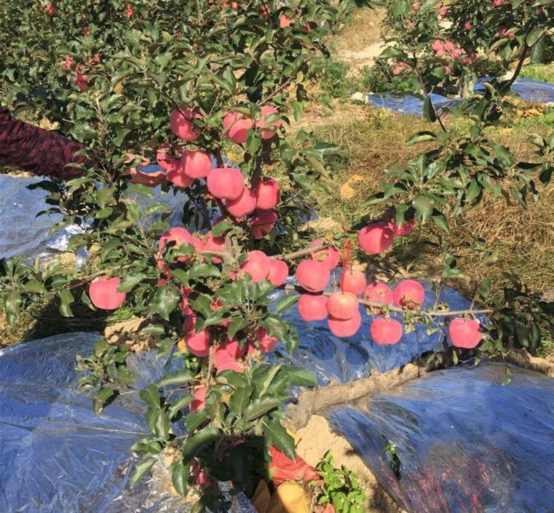 苹果树苗嫁接苹果苗盆栽地栽特大南方北方种植当年结果红富士