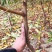 嫁接桃树苗大桃苗水蜜桃苗地栽黑桃雪桃南北方种植果树苗桃苗