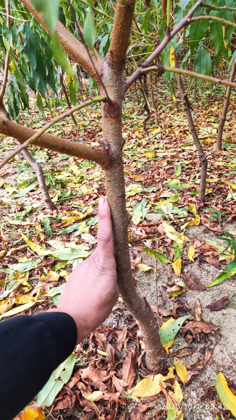 嫁接桃树苗大桃苗水蜜桃苗地栽黑桃雪桃南北方种植果树苗桃苗