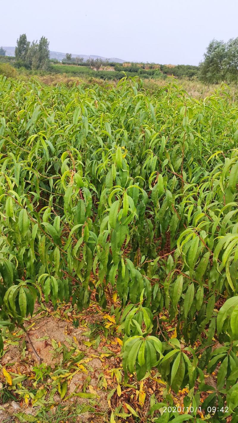 嫁接桃树苗大桃苗水蜜桃苗地栽黑桃雪桃南北方种植果树苗桃苗