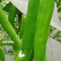 贵州高原辣椒种植基地