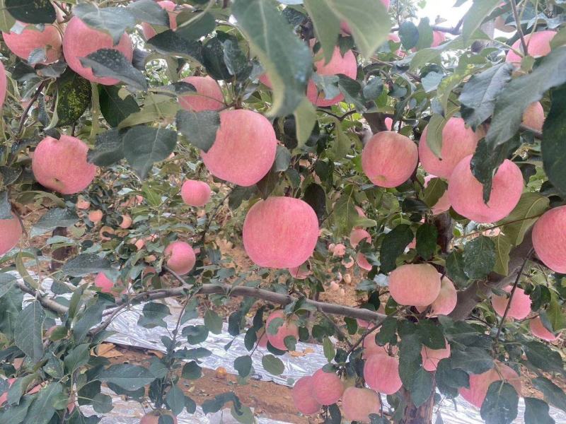 山东优质纸袋红富士苹果种植基地产地批发产地报价