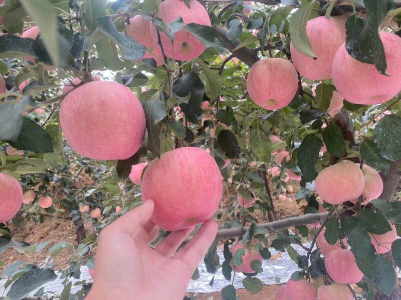 山东优质纸袋红富士苹果种植基地产地批发产地报价