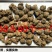 正宗云南文山三七20头30头40头60头无剪口500g