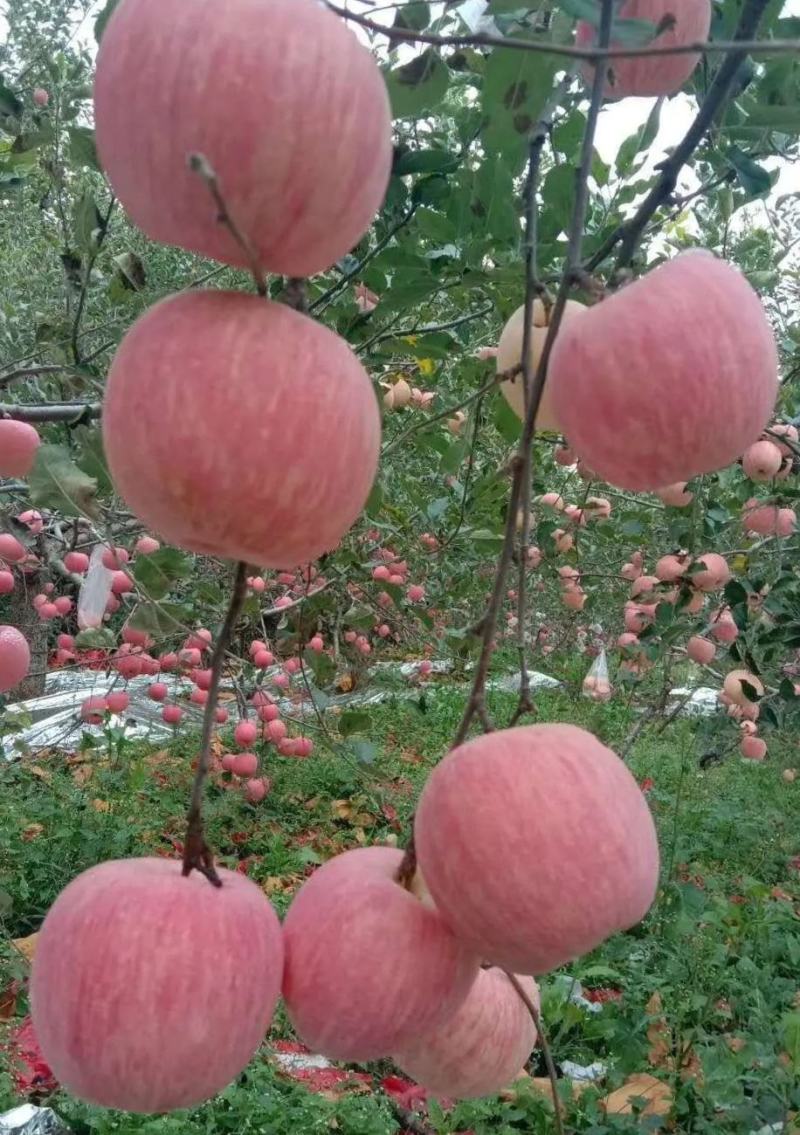 【红富士苹果】纸袋膜袋纸加膜大量入库产地一手货源质量杠