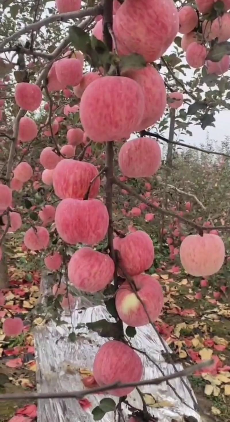 【红富士苹果】纸袋膜袋纸加膜大量入库产地一手货源质量杠