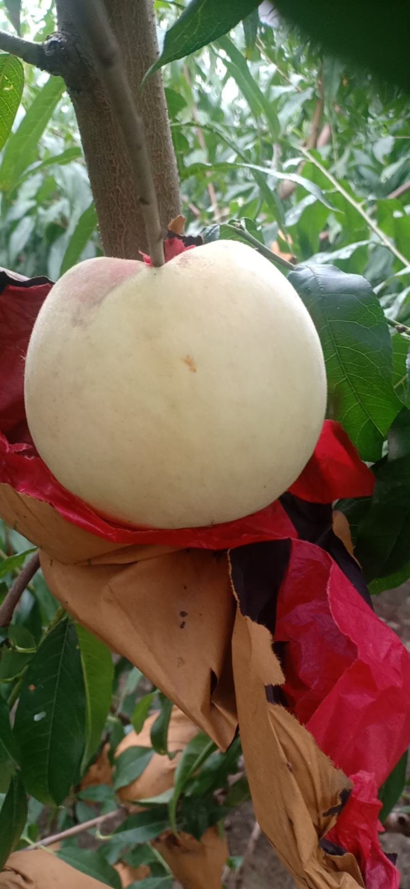 驻马店市汝南县三桥镇福林种植合作社，冬蜜桃种植销售一条龙