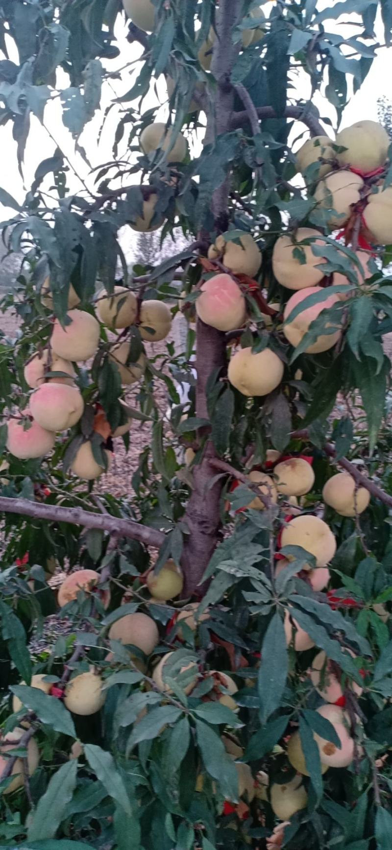 驻马店市汝南县三桥镇福林种植合作社，冬蜜桃种植销售一条龙