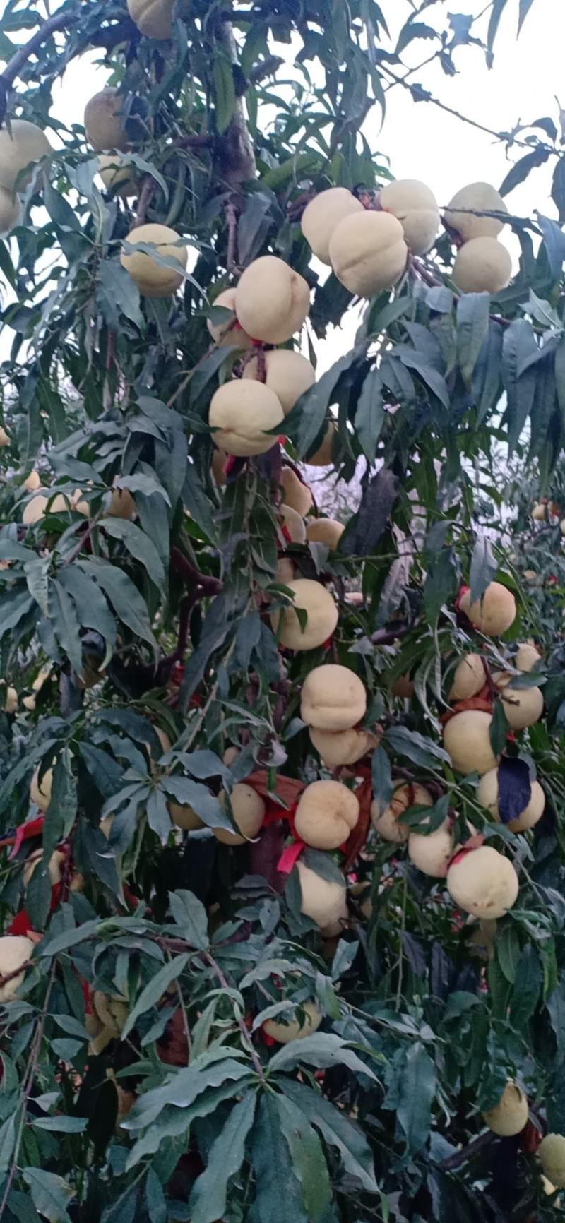 驻马店市汝南县三桥镇福林种植合作社，冬蜜桃种植销售一条龙