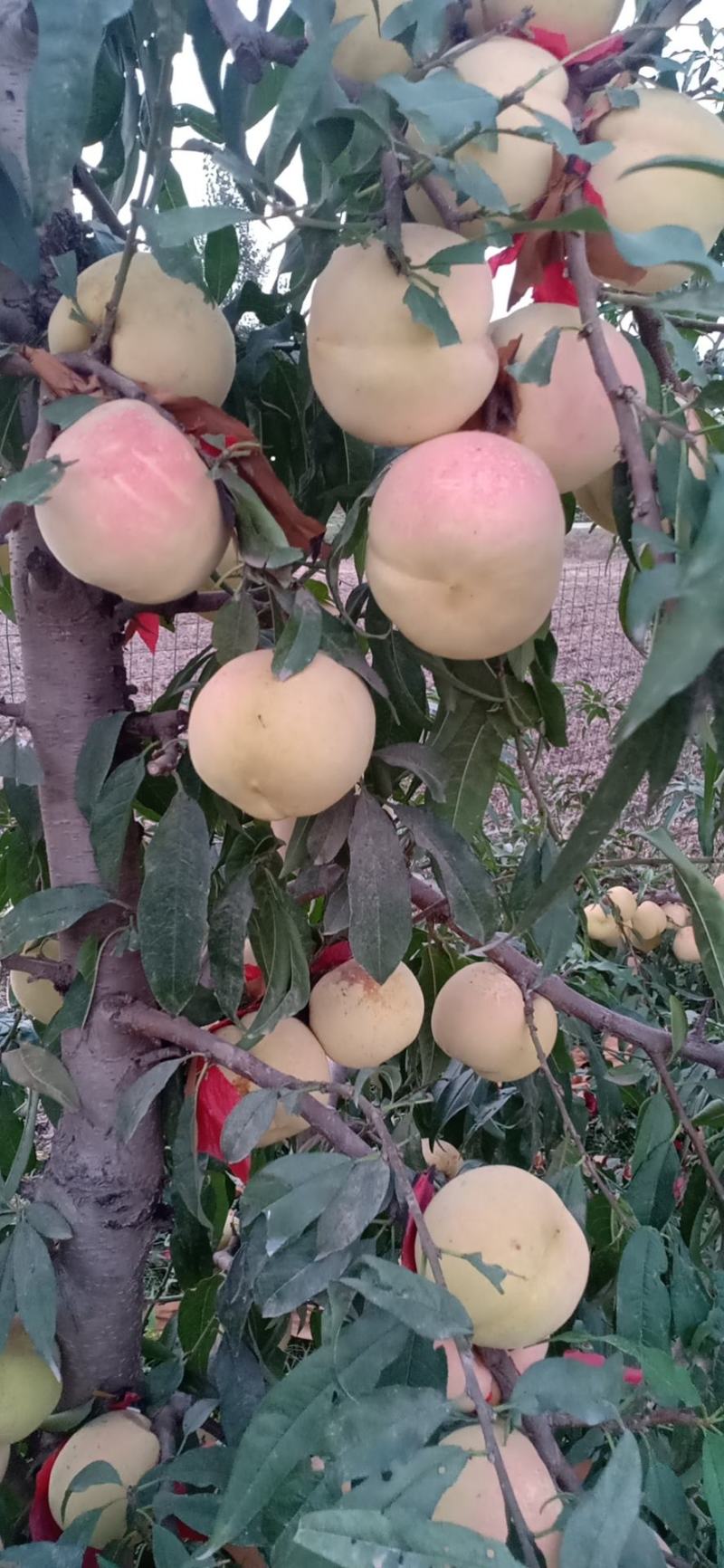 驻马店市汝南县三桥镇福林种植合作社，冬蜜桃种植销售一条龙
