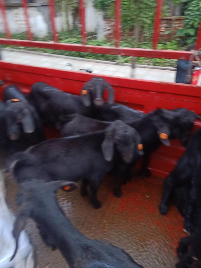 努比亚黑山羊羊羔金堂努比亚黑山羊品种全国各地送货上门！