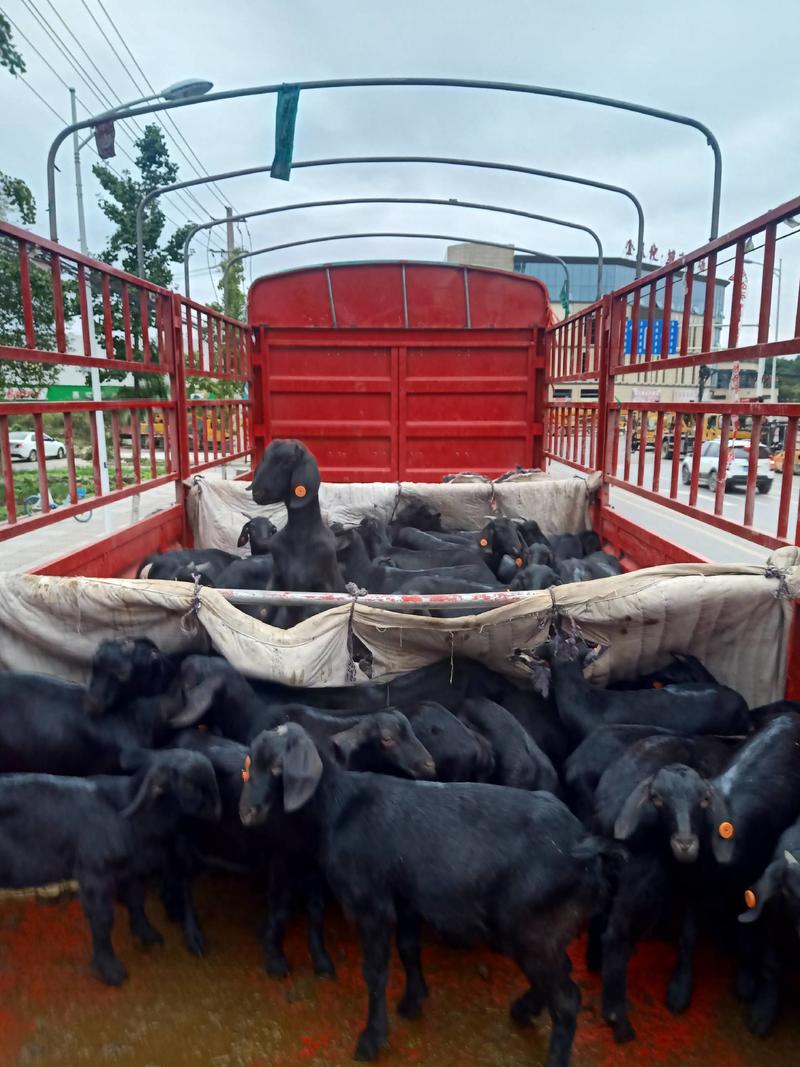 努比亚黑山羊羊羔金堂努比亚黑山羊品种全国各地送货上门！