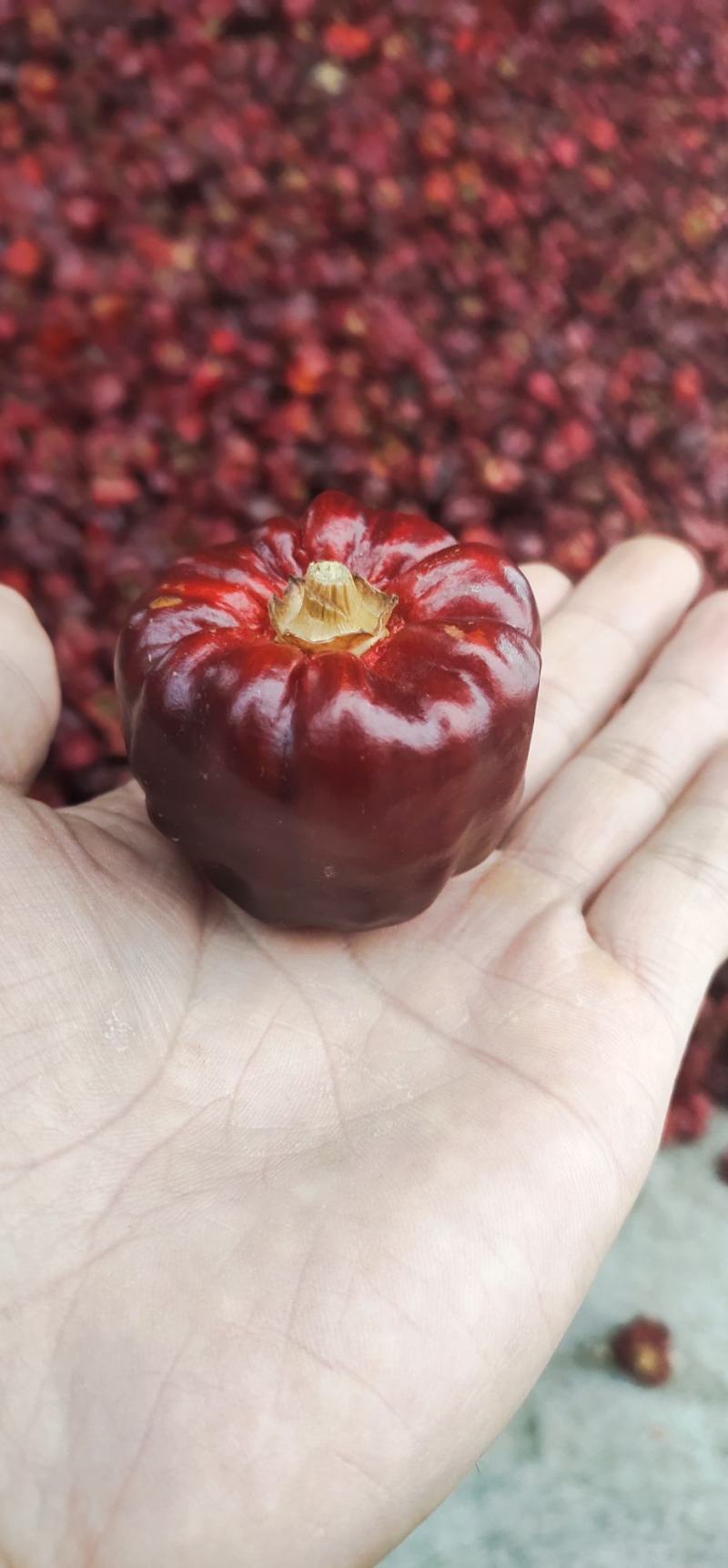 贵州灯笼椒干辣椒微辣超香节子辣椒面中粗细粉餐饮商用批发