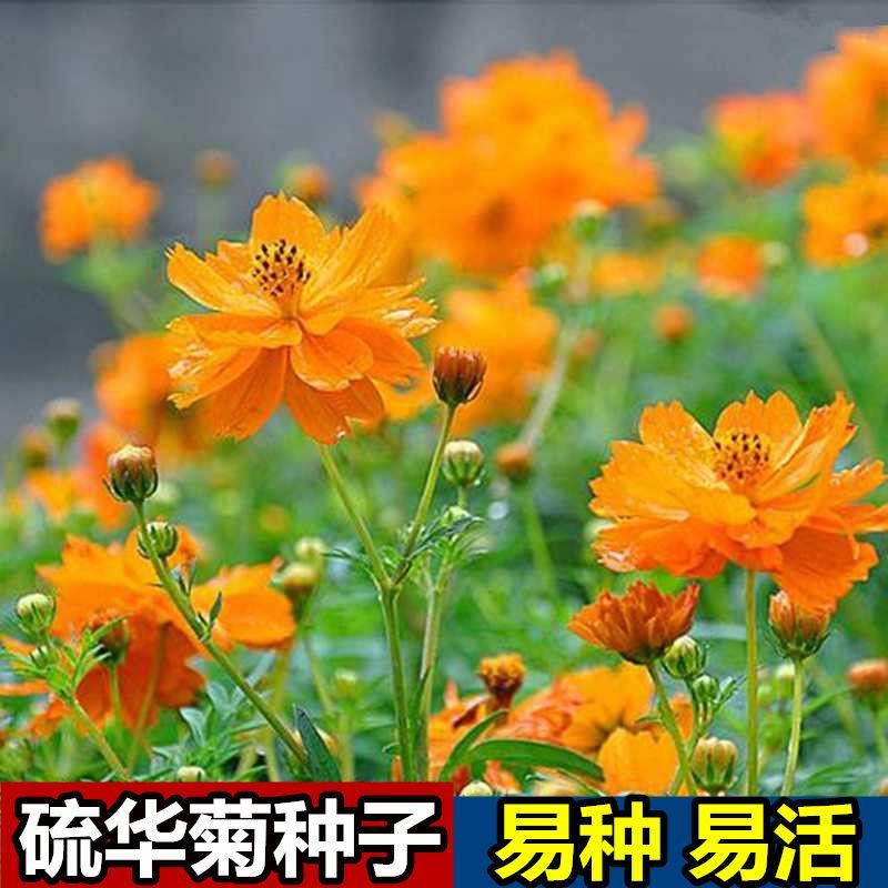 硫华菊种子户外大波斯菊盆栽见土就活花种黄秋英格桑花种七彩