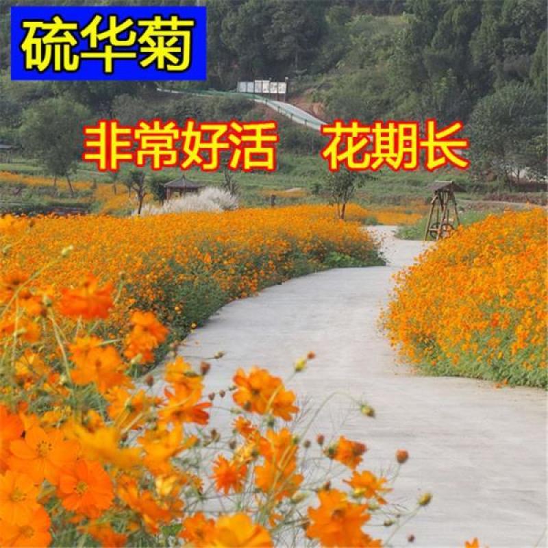 硫华菊种子户外大波斯菊盆栽见土就活花种黄秋英格桑花种七彩