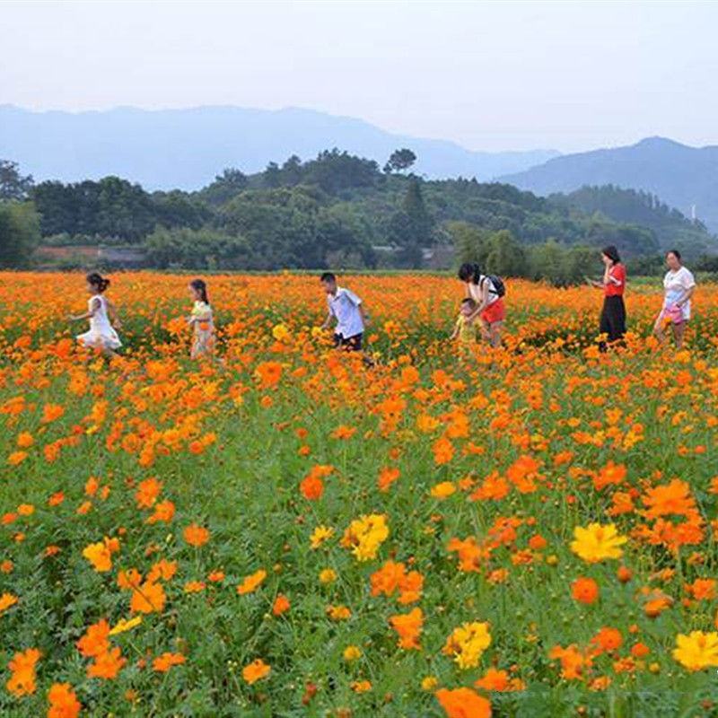 硫华菊种子户外大波斯菊盆栽见土就活花种黄秋英格桑花种七彩